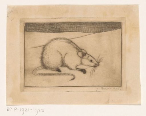 Mouse