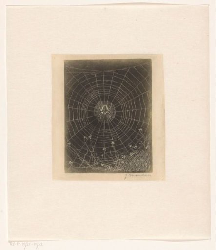 Cross Spider in its Web
