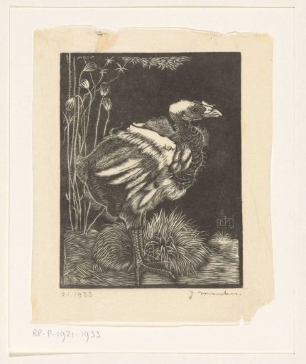 Nestling