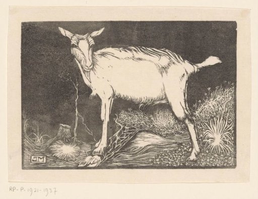 White Goat
