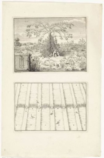 Trees and snares for catching birds