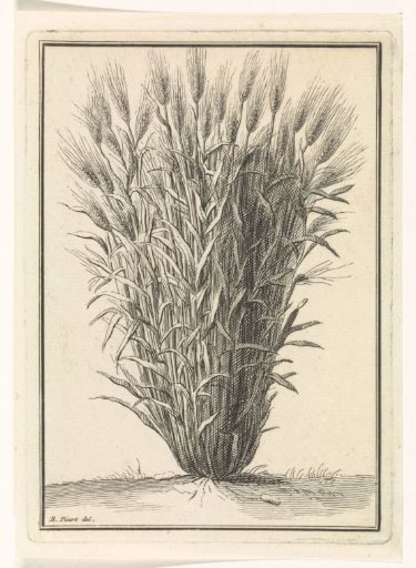 Wheat or Rye Plant