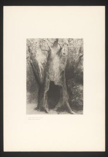 Hollow tree