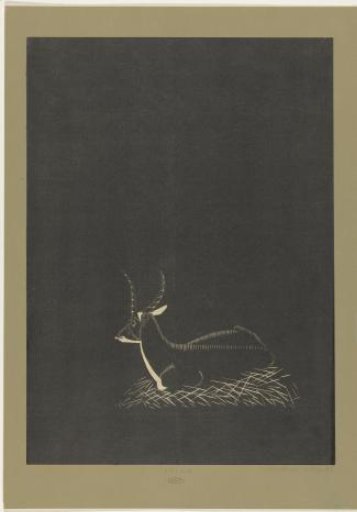 Waterbuck