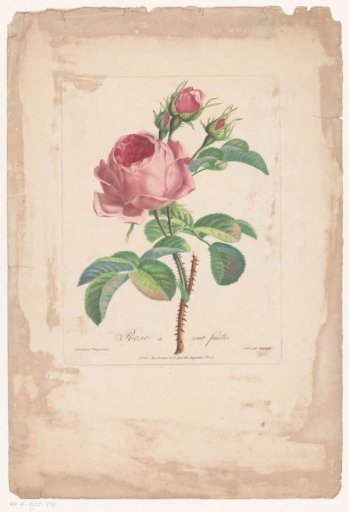 Hundred-petaled rose