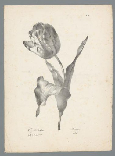 Tulip
