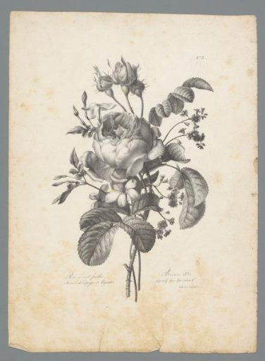 Bouquet with cabbage rose, Spanish jasmine and magnolia
