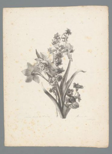 Bouquet with narcissus, hyacinth and primula