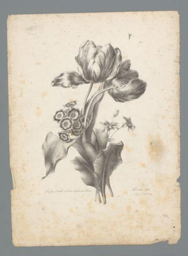 Bouquet with tulip, donkey's ear and blue cineraria