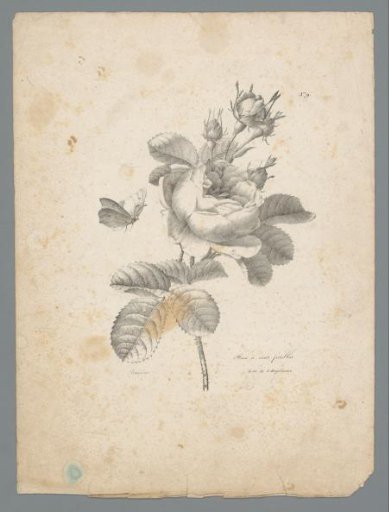 Cabbage rose