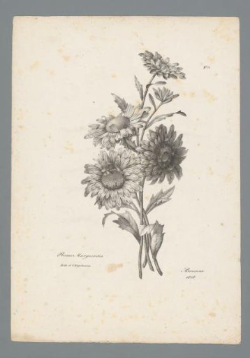 Chinese asters