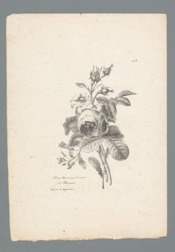 Bouquet with rose, narcissus and bindweed