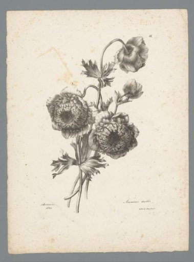 Double anemones
