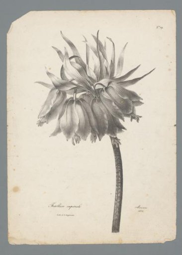 Crown imperial