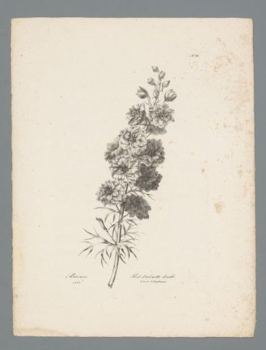 Larkspur