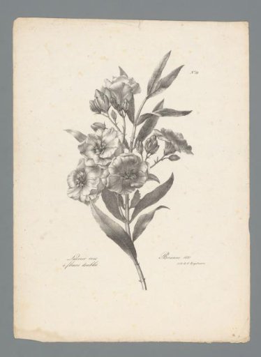Oleander with double flowers