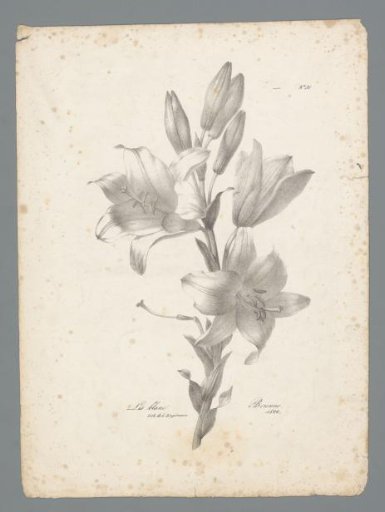 White lily