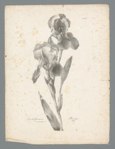 Bearded iris