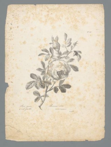 Yellow cabbage rose