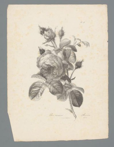 Moss rose