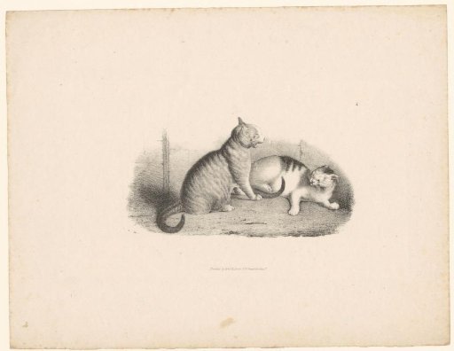 Two Cats