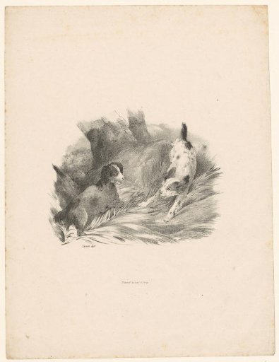 Two playing dogs