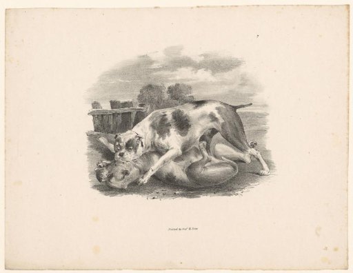 Two fighting dogs