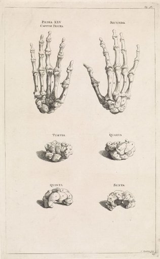 Bones of the hands