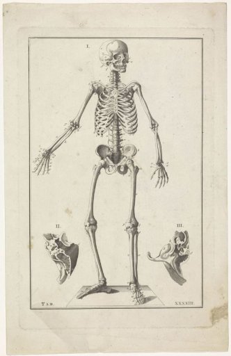 Skeleton