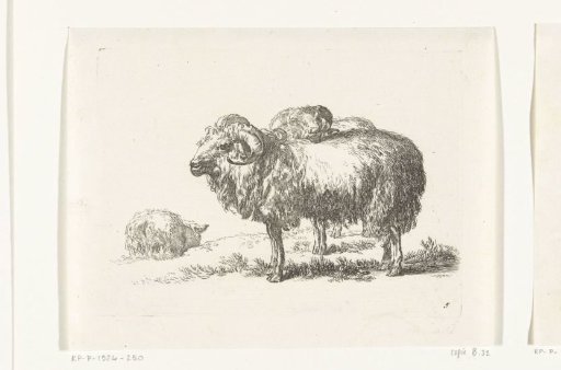 Two Rams and a Recumbent Sheep