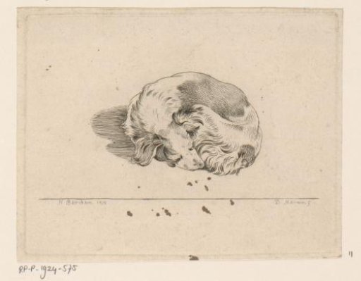 Sleeping puppy