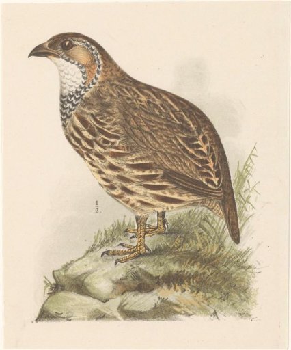 Partridge (Francolinus jugularis)