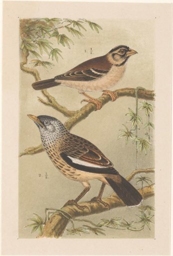 Two birds on branches