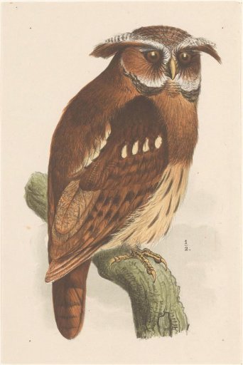 Owl on a branch (Bubo lettii)