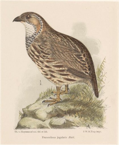 Orange River francolin (Francolinus levaillantoides jugularis)