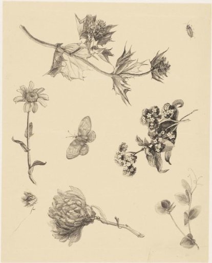 Flowers and Leaves