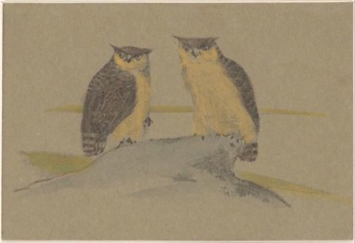 Greeting card with two owls