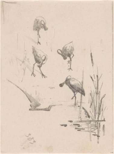 Greeting card with four spoonbills