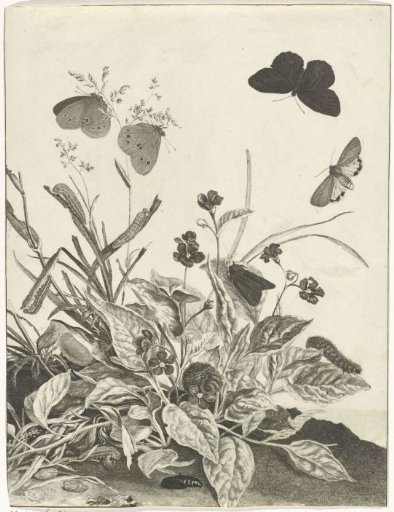 Plants with butterflies and caterpillars