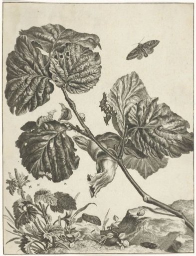 Plants, caterpillars and insects