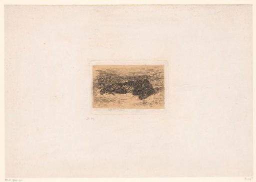 Lying Tiger in the Desert