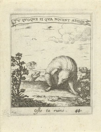 Badger Escaping from Wolves