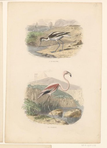 Black-tailed Godwit and Flamingo