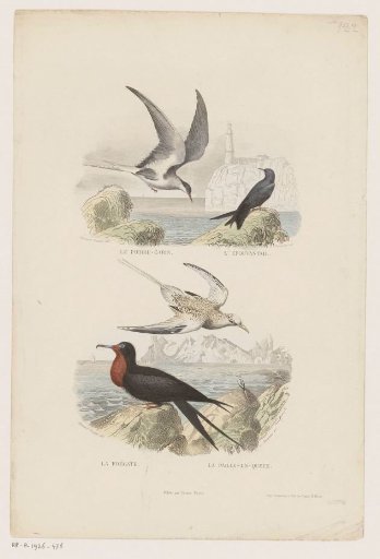 Waterfowl on the Coast