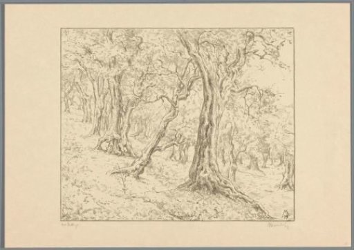 Olive grove near Tivoli