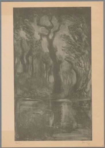 Water in a forest
