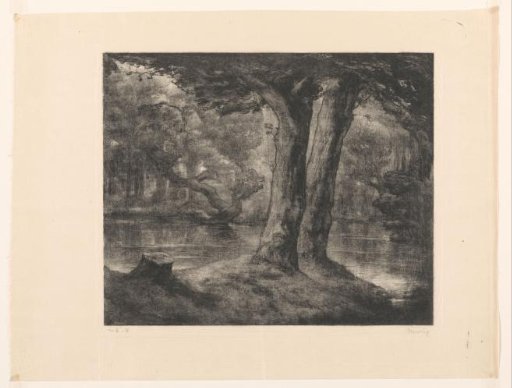 Water in a forest