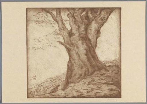 Beech trunk