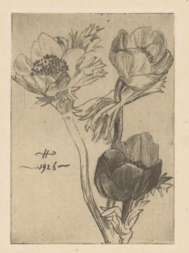 Three anemones