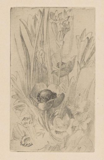 Anemones